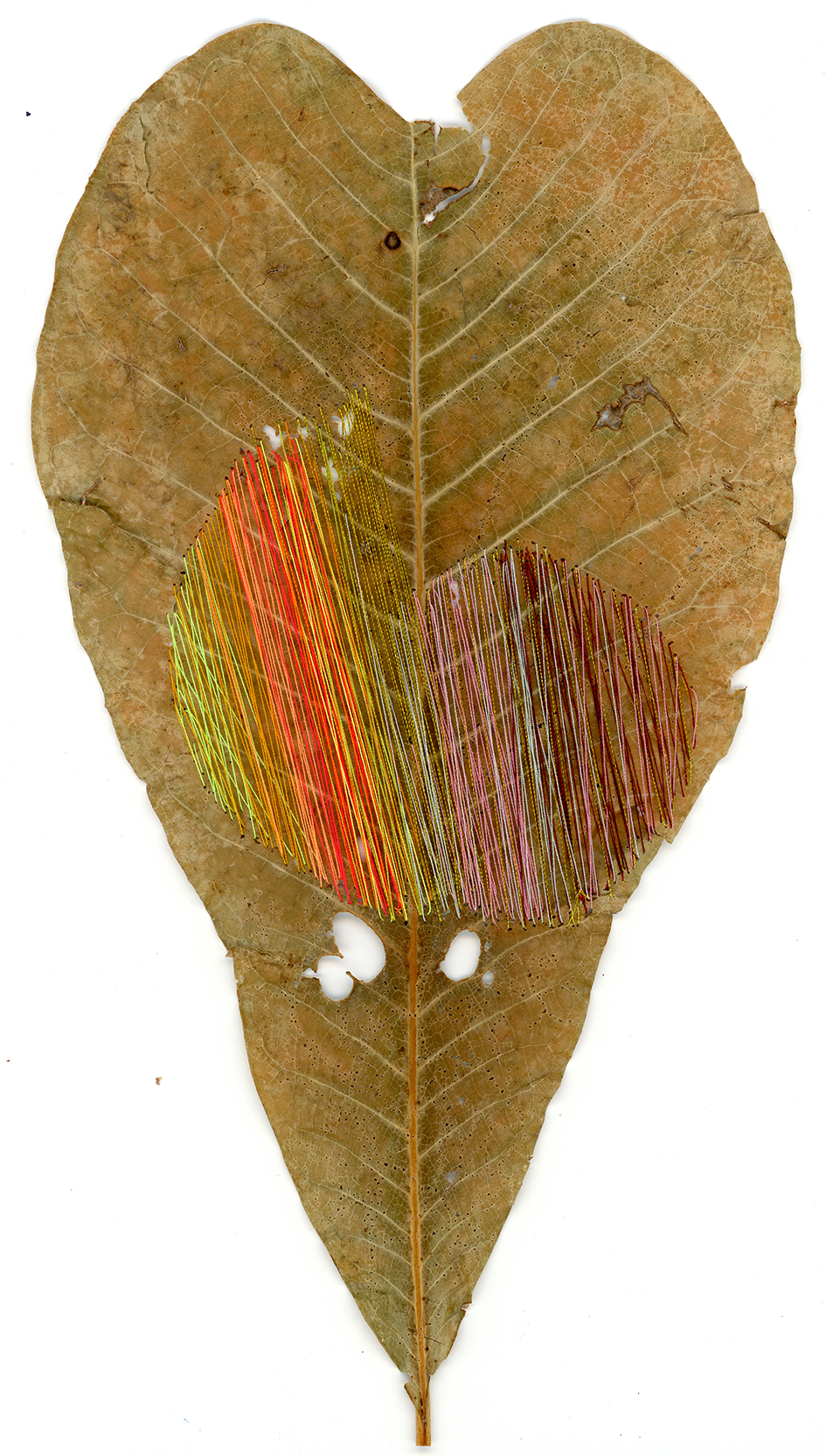 Justin Palermo, "Feuille", nd © Justin Palermo